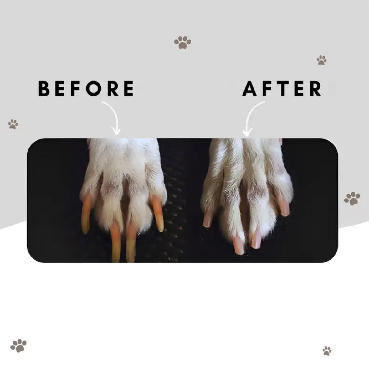 Person trimming dog nails using pet nail clippers, safe and easy grooming tool for at-home pet care